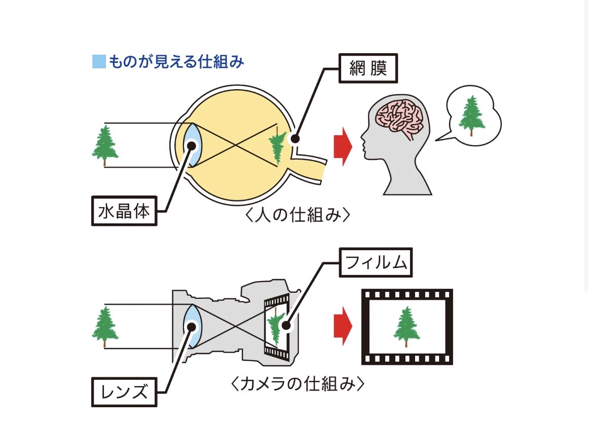 加齢黄斑変性の症状・抗VEGF治療｜川口市鳩ヶ谷きどぐち眼科